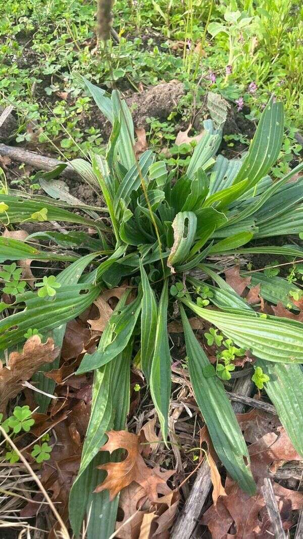 Ribwort - Weedopedia - detail view